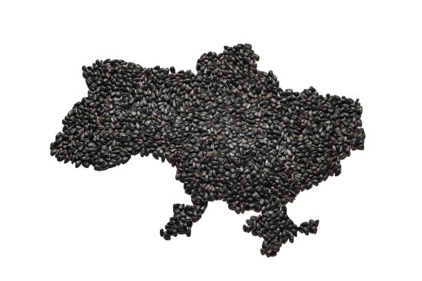 Common  Kalonji Seeds